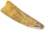 Fossil Spinosaurus Tooth - Real Dinosaur Tooth #366491-1